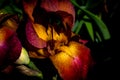 Luxurious yellow-red iris flowers on a blurred background Royalty Free Stock Photo