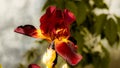 Luxurious yellow-red iris flowers on a blurred background Royalty Free Stock Photo