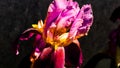 Luxurious yellow-red iris flowers on a blurred background Royalty Free Stock Photo