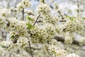 A luxuriously blooming garden branch of a tree in a spring garden.