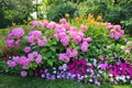 Luxuriously blooming hydrangea Bush Royalty Free Stock Photo