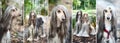 Luxury Afghan hounds, dogs. Collage, set, 5 photos.