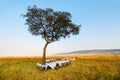 Luxury bush breakfast