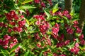 Luxury bush of flowering Weigela Bristol Ruby. Selective focus and close-up beautiful bright pink flowers