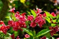 Luxury bush of flowering Weigela Bristol Ruby. Selective focus and close-up beautiful bright pink flowers