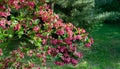 Luxury bush of flowering Weigela Bristol Ruby. Selective focus and close-up beautiful bright pink flowers against the evergreen