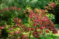 Luxury bush of flowering Weigela Bristol Ruby. Selective focus and close-up beautiful bright pink flowers