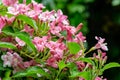 Luxury bush of flowering Weigela hybrida Rosea. Selective focus and close-up beautiful bright pink flowers