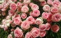 Luxury Bush with many small rosebuds.