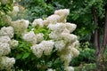 Bush white paniculata hydrangeas on the background of the garden.