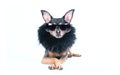 Luxury dog with dark glasses and boa isolated on white Royalty Free Stock Photo