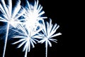 Luxury fireworks event sky show with blue palm trees stars