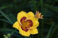 Luxury flower Daylily, Hemerocalis Little Bumble Bee in the garden. Edible flower. Daylilies are perennial plants. They only bloom Royalty Free Stock Photo