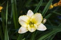 Luxury flower Daylily, Hemerocalis Little Bumble Bee in the garden. Edible flower. Daylilies are perennial plants. They only bloom Royalty Free Stock Photo