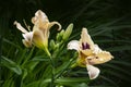Luxury flower Daylily, Hemerocalis Little Bumble Bee in the garden. Edible flower. Daylilies are perennial plants. They only bloom Royalty Free Stock Photo