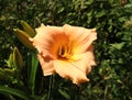 Luxury flower Daylily, Hemerocallis Elisabeth Salter in the garden close-up.Edible flower. Daylilies are perennial Royalty Free Stock Photo