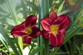 Luxury flower Daylily Hemerocallis Wayside King Royale in the garden. Edible flower. Daylilies are perennial plants. They only