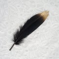 Luxury gilded gold golden black swan feather on white lace background Royalty Free Stock Photo