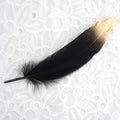 Luxury gilded gold golden black swan feather on white lace background Royalty Free Stock Photo