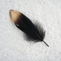 Luxury gilded gold golden black swan feather on white lace background Royalty Free Stock Photo