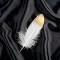 Luxury gilded gold golden white swan feather on black silk cloth background