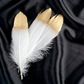 Luxury gilded gold golden white swan feather on black silk cloth background