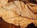 Luxury leaf in sunny rays Royalty Free Stock Photo