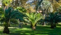 Luxury leaves of beautiful palm tree Canary Island Date Palm Phoenix canariensis in city park Sochi. Beautiful exotic landscape