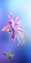 Luxury Lg Z9 Minimalist Mobile Wallpaper With Elegant Columbine Royalty Free Stock Photo