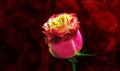 Luxury a major rose on blurred background million roses. flower