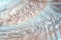 Luxury nacre seashell background texture