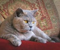 luxury pedigree british shorthair cat persian pets animals cosy cats feline housecat home Royalty Free Stock Photo