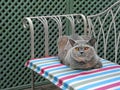 Luxury pedigree cat garden chaise