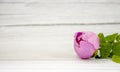 Luxury pink peony on the wooden talbe. In daylight. Background concept