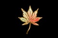 LUXURY RAINBOW MAPLE LEAF ON THE DARK Royalty Free Stock Photo
