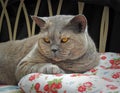 Luxury rest for pedigree british shorthair cat