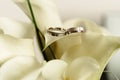 Luxury rich silver platinum wedding rings with diamonds on white Royalty Free Stock Photo