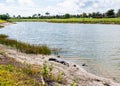 Alligator sunbathing on the side of the pond at a Florida golf course. Royalty Free Stock Photo