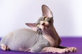 Luxury young Sphynx Hairless cat posing, lying at purple floor against white background, looking up Royalty Free Stock Photo