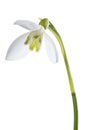 Luxury spring easter Snowdrop flower - Galanthus nivalis - on green stem isolated on white background. Royalty Free Stock Photo