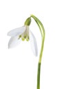 Luxury spring easter Snowdrop flower - Galanthus nivalis - on green stem isolated on white background. Royalty Free Stock Photo