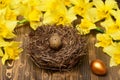 Traditional easter golden quail egg in nest, spring yellow narcissus Royalty Free Stock Photo