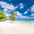 Amazing beach landscape, palm with swing near the sea. Luxury summer beach landscape. Royalty Free Stock Photo