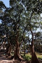 Luz Garden in Sao Paulo Brazil