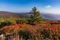 Luzny, Sumava. Lusen, Bavaria, Germany. Colorful trees and blueberries, in the distance a view of the peak of Breznik and the vall