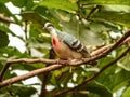 A Luzon Bleeding Heart Dove