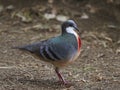 Luzon bleeding-heart Gallicolumba luzonica