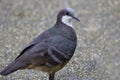 Luzon bleeding heart ground dove up close