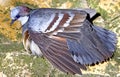 Luzon bleeding-heart pigeon 4 Royalty Free Stock Photo