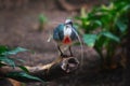 Luzon Bleeding-Heart Pigeon Royalty Free Stock Photo